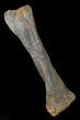 Camptosaurus Tibia With Custom Metal Stand #50966-2